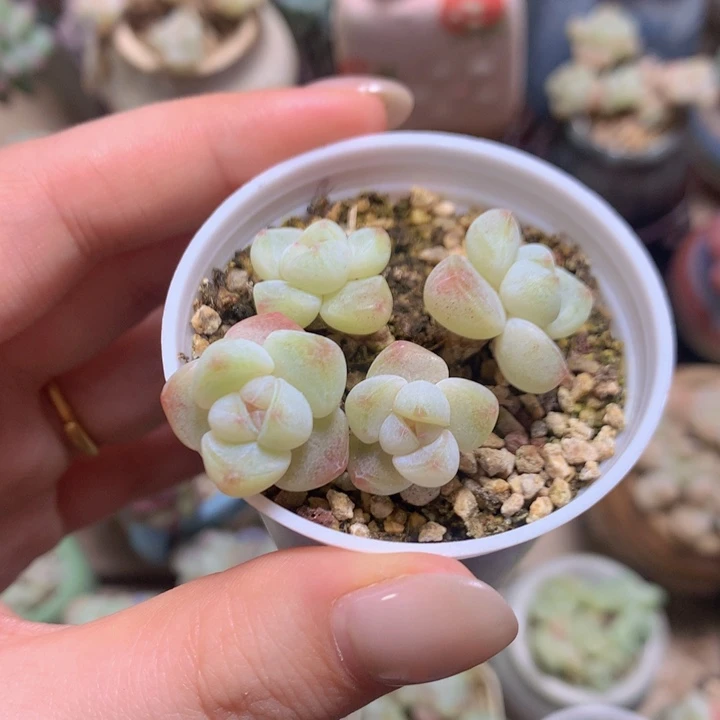 小叶白底长腿木桩冰玉