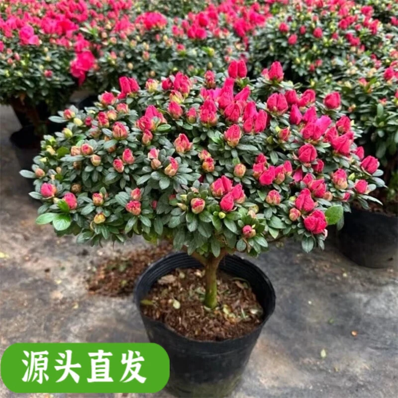 杜鹃花盆栽老桩大苗带花苞室内外四季开花好养活耐寒年