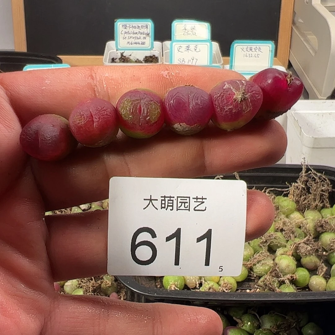 0000611 一物一拍……