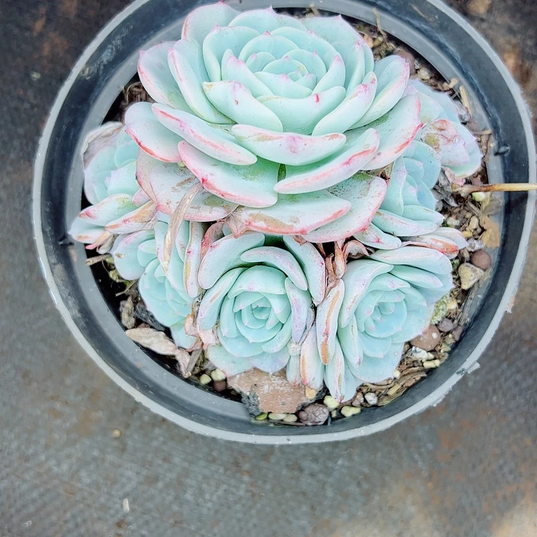 勃朗峰自然群一物一拍