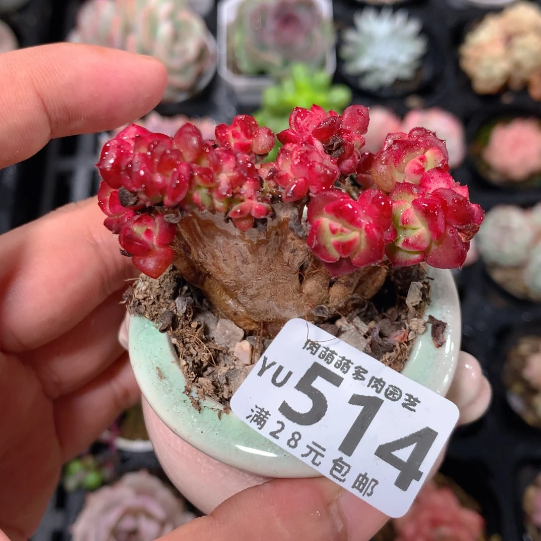 5CM拇指盆精控多肉YU514