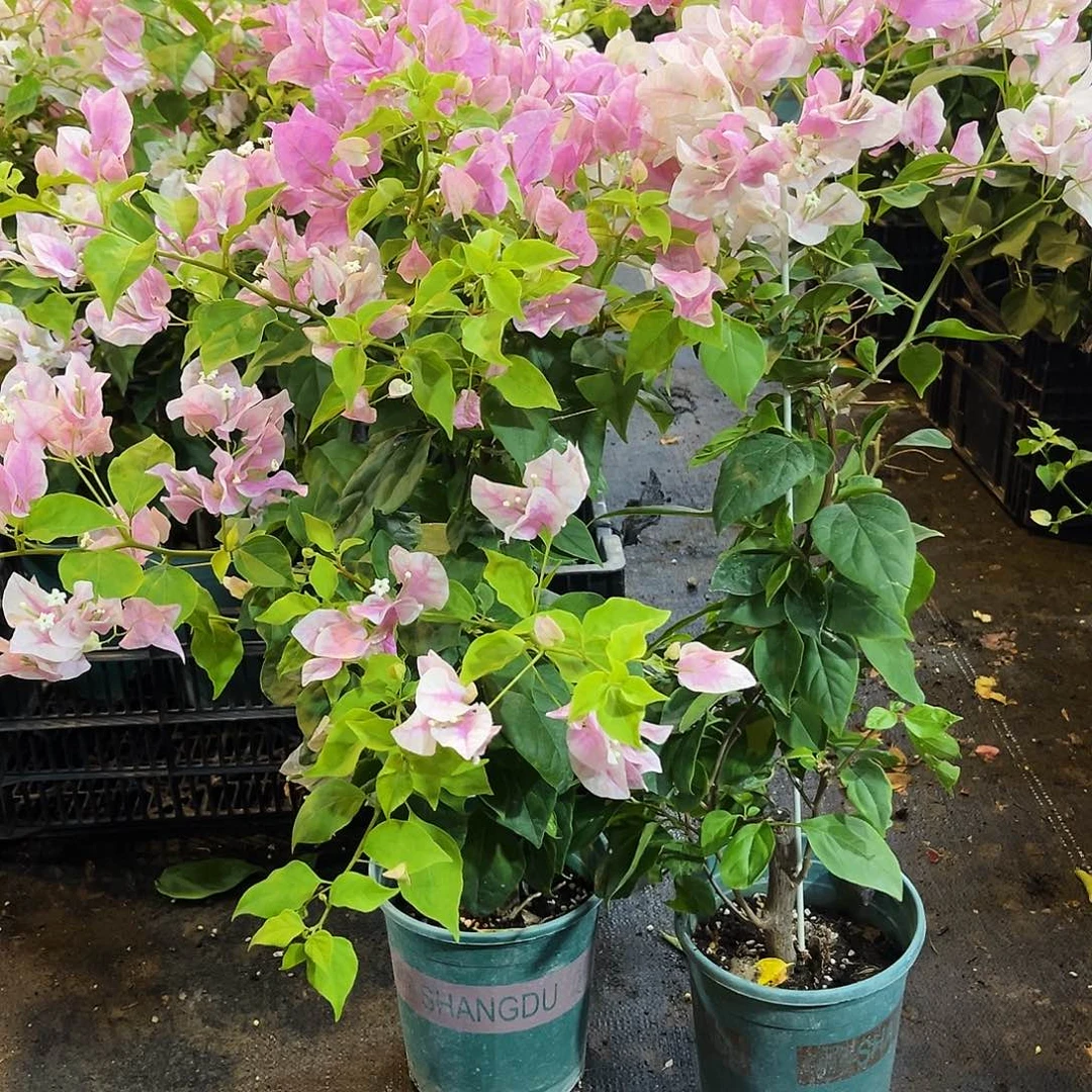 当前无花栽培后可以开花广红英带竹一颗