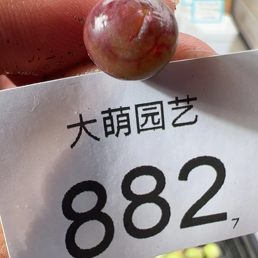 0000882 一物一拍……