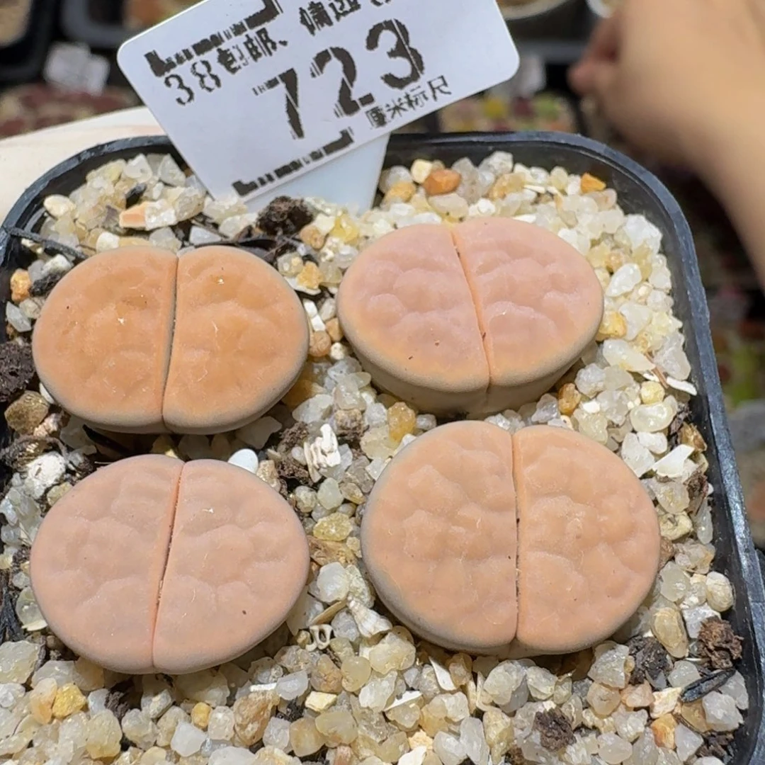 Sssss精品生石花723