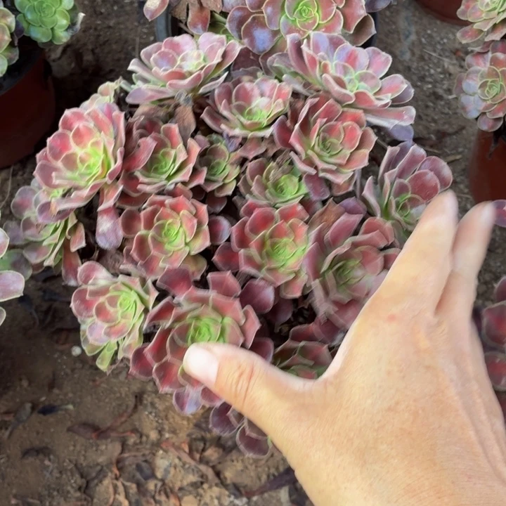 花那一棵脱土发货