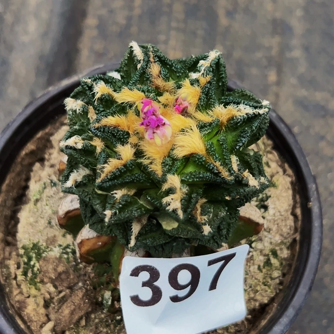 无花朵福利螺旋辛顿牡丹397