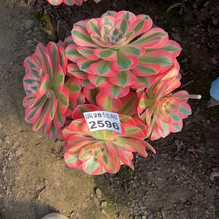 2596女巫多肉植物