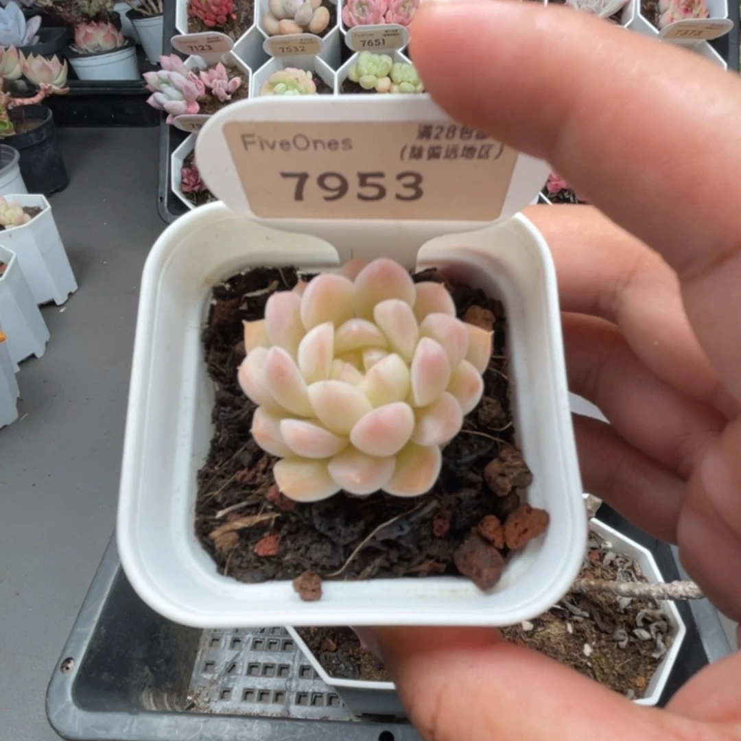 7953白桃汽水4.5厘米