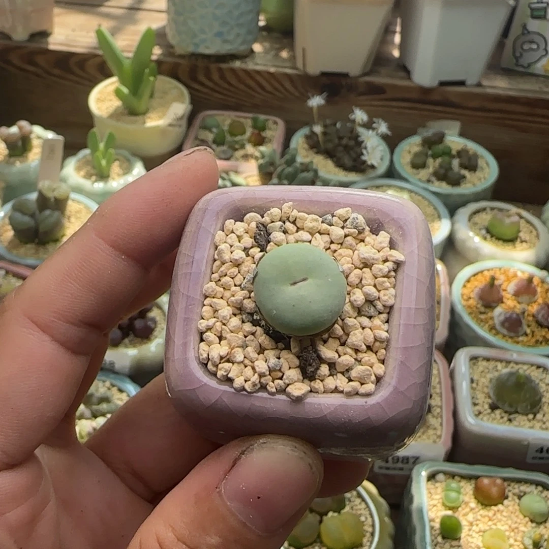 5118/一物一拍 带盆