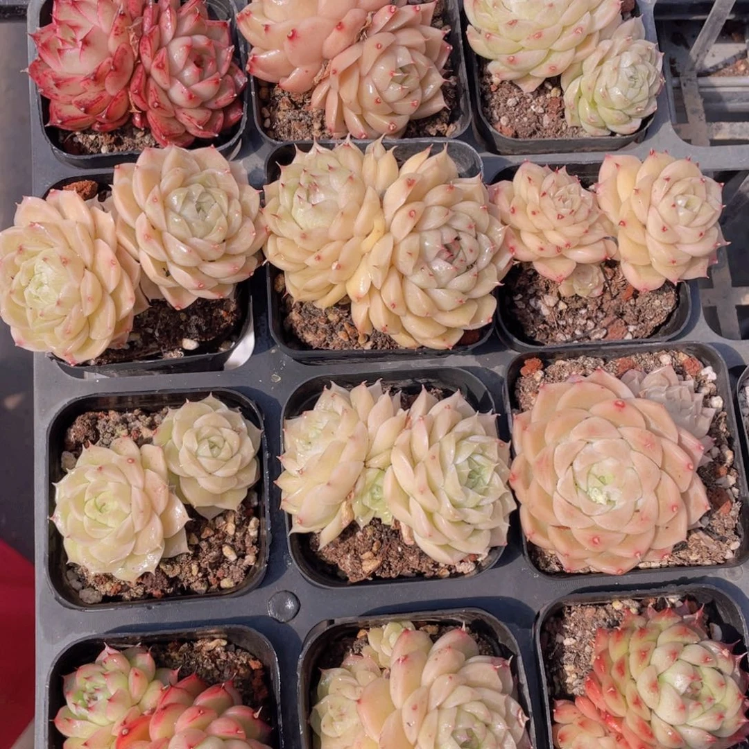 441号奶油麦秆双头两个