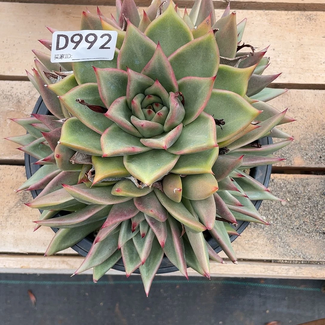 若如东云单拍D992