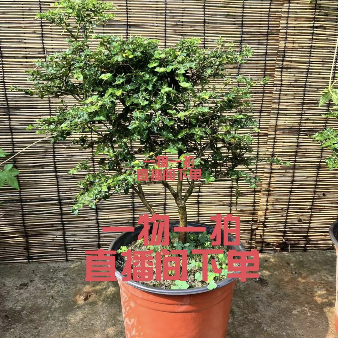 黄山小叶虎刺（绣花针）盆景盆栽庭院地栽四季常青