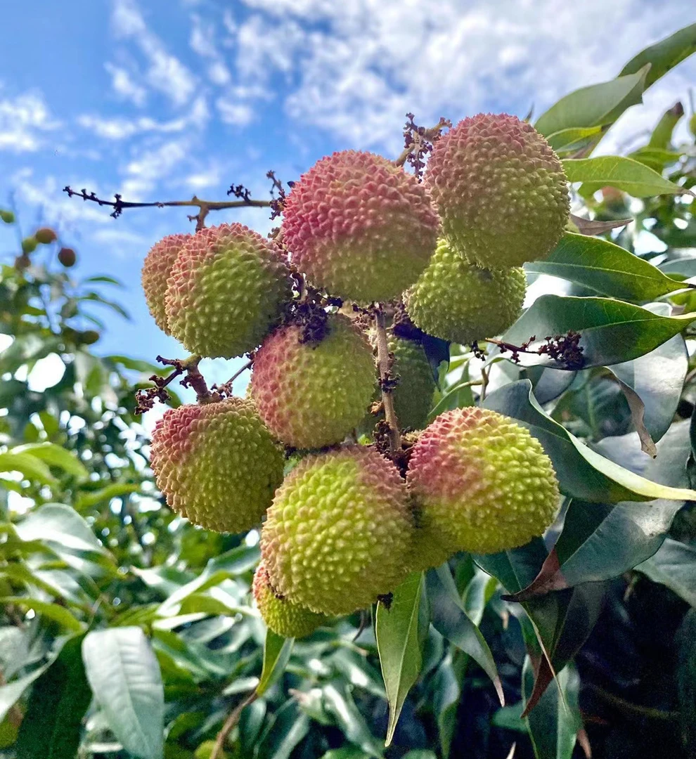 【京东空运】海南妃子笑荔枝净重2.5/4.5斤现摘清甜多汁 海南仓发货