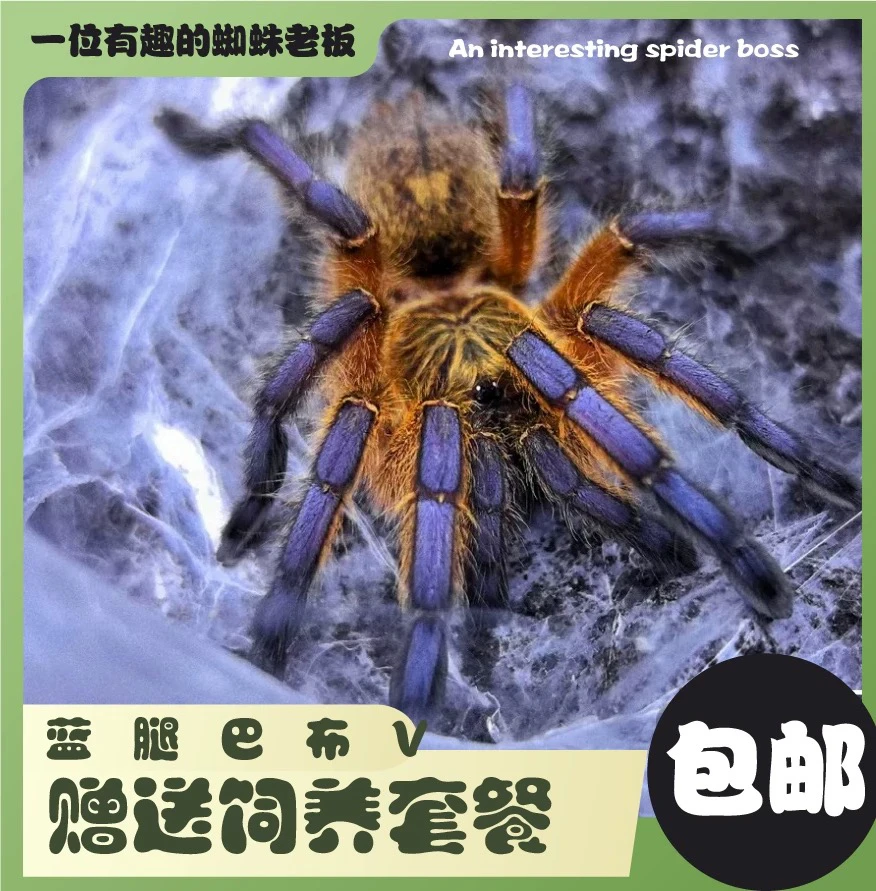 蓝腿巴布蜘蛛活体宠物性格稳属色进阶品种帅气