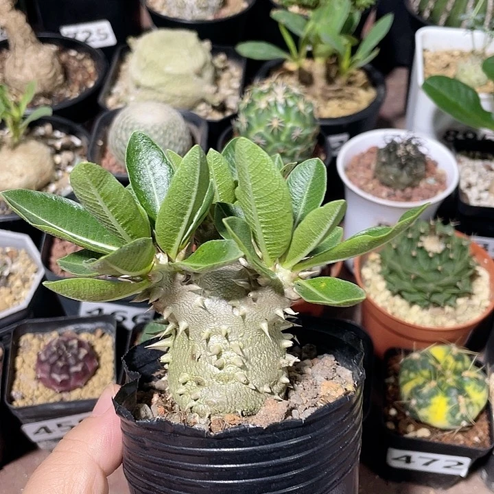 465惠比大黑块根，