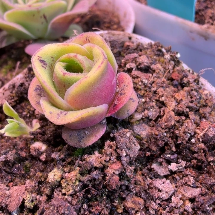 小***嘟MM329  至耀龙珠  小