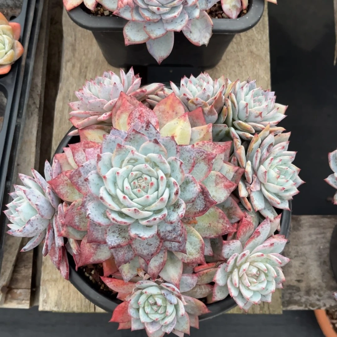 小雨多肉粉蓝鸟群生