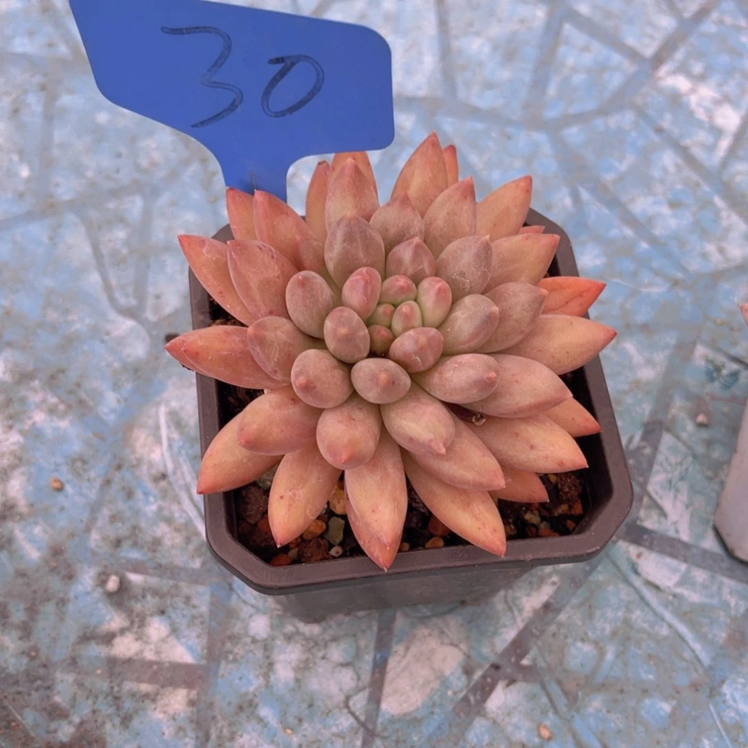 安**身30号多肉植物一物一拍