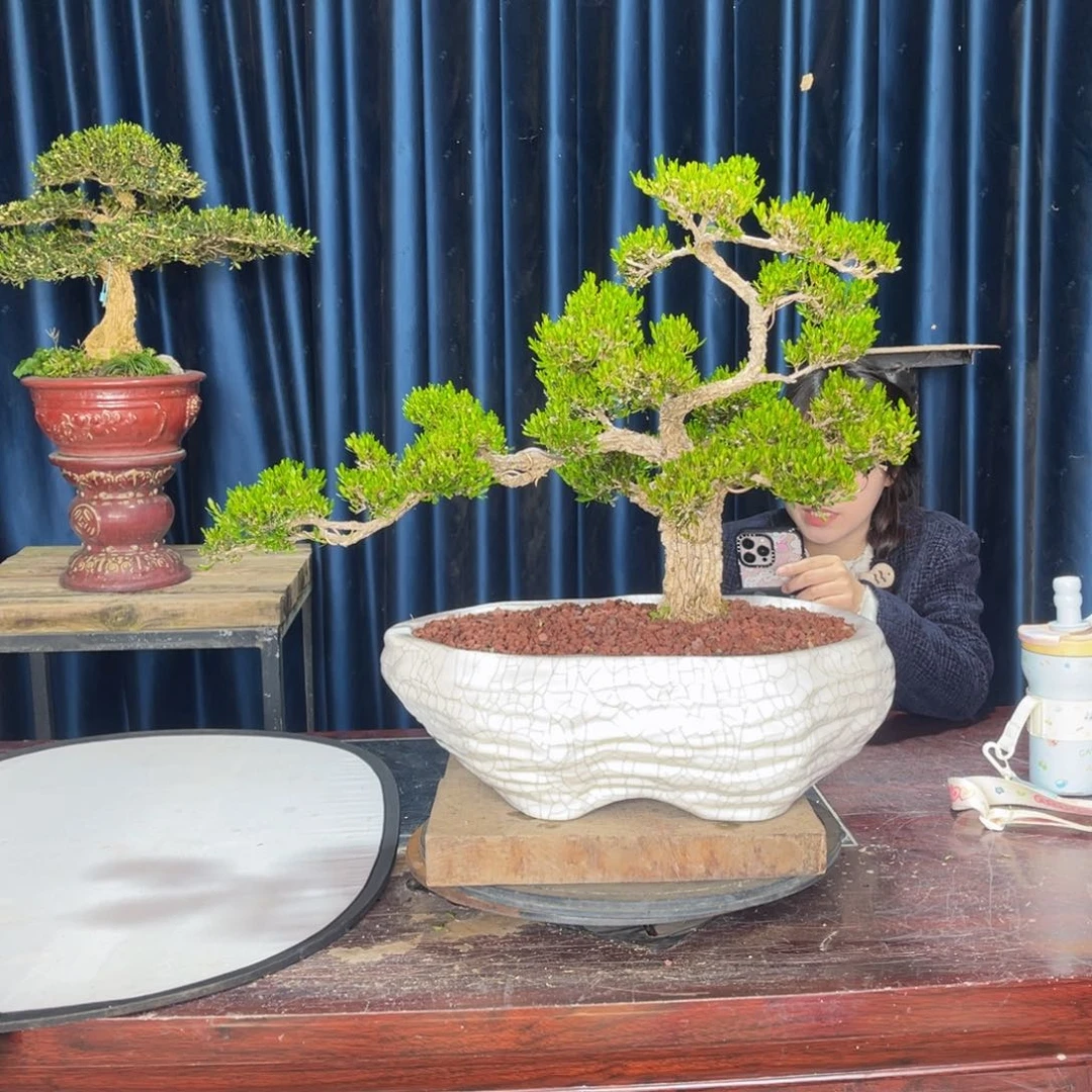 黄杨盆景老桩四季常青