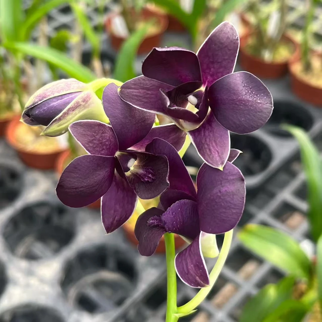 3.5寸石斛兰蓝天使-苗【叶瑕】秋石斛 兰花