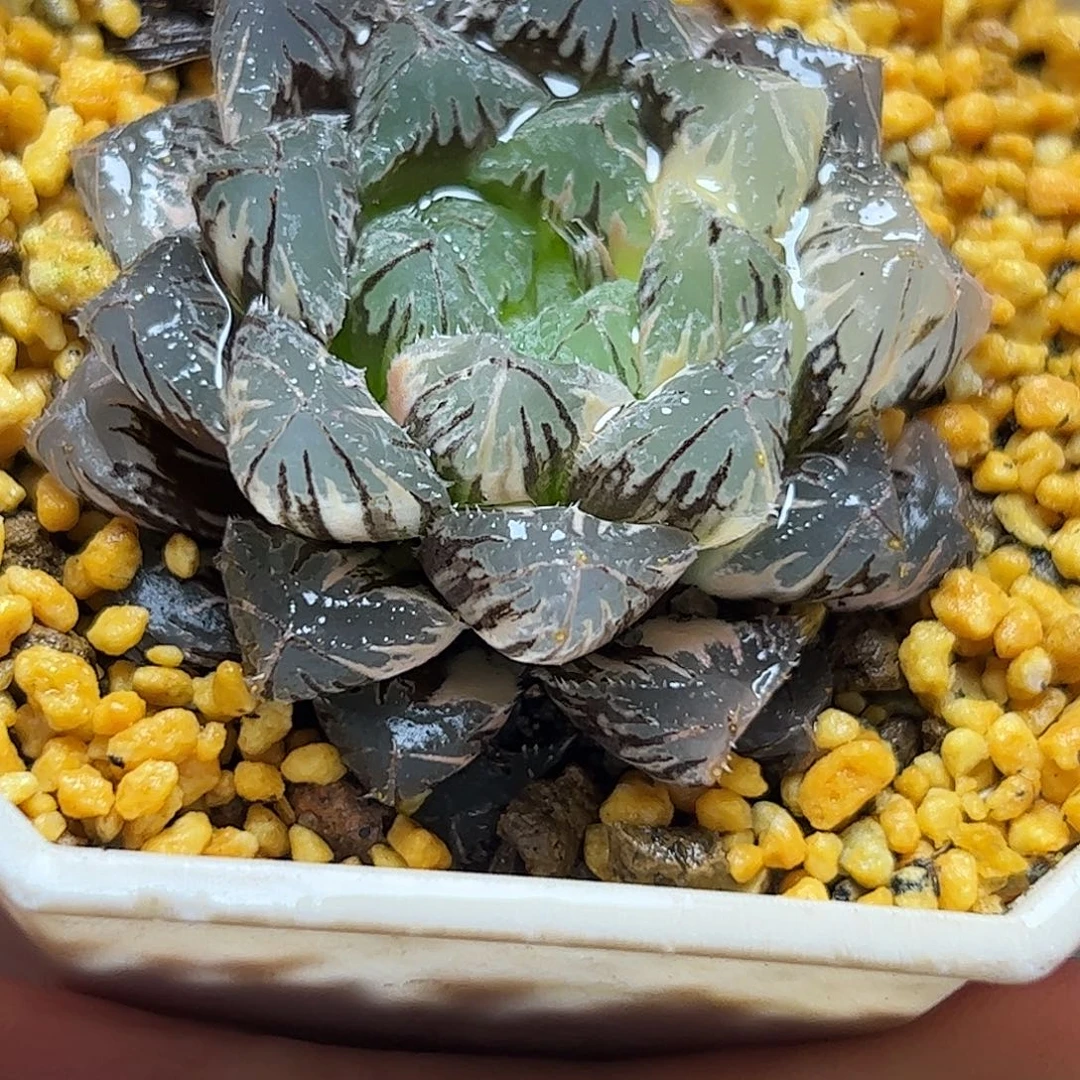 红岩锦锦十二卷十二卷