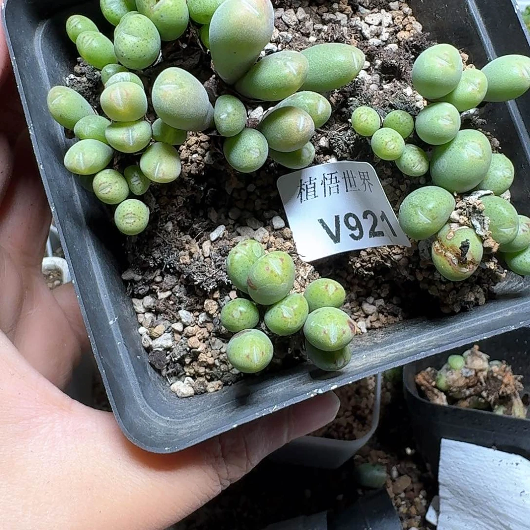 921盒多肉植物哇x c