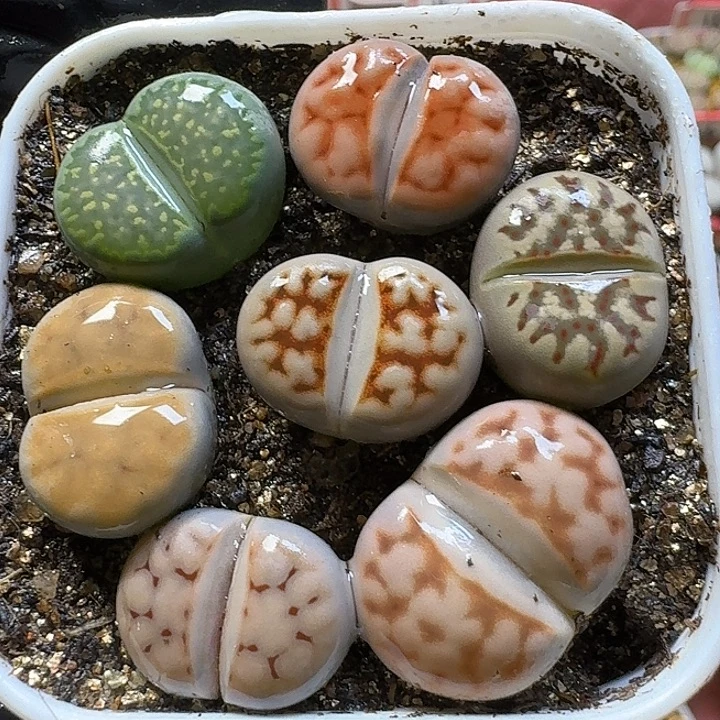 生石花3:：：：：。   536号