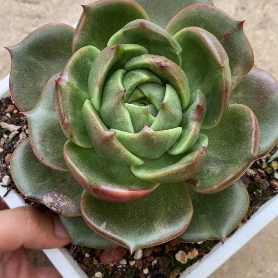 代***～无花朵东云系多肉植物（新品锦）