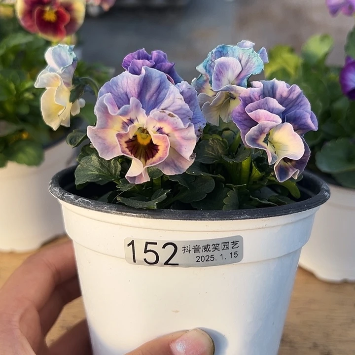 红陶抖音直播闪拍152