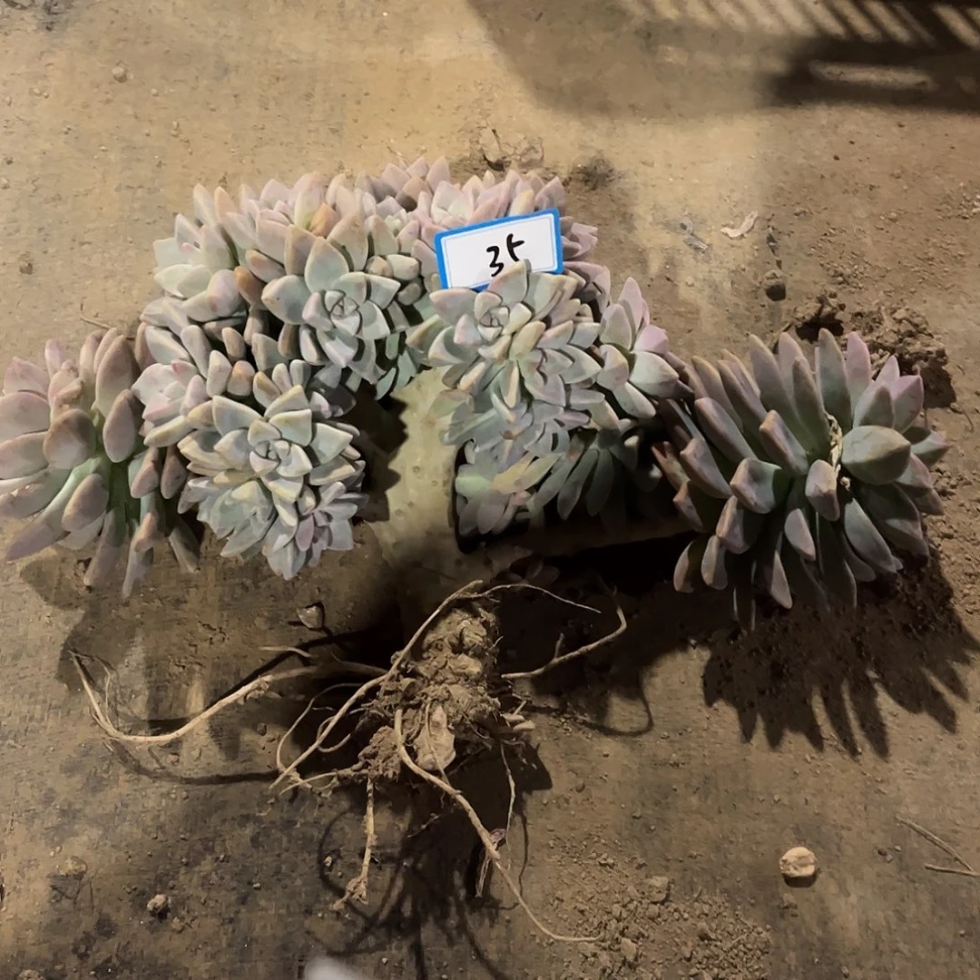 燕***子35号淡雪缀化一物一拍