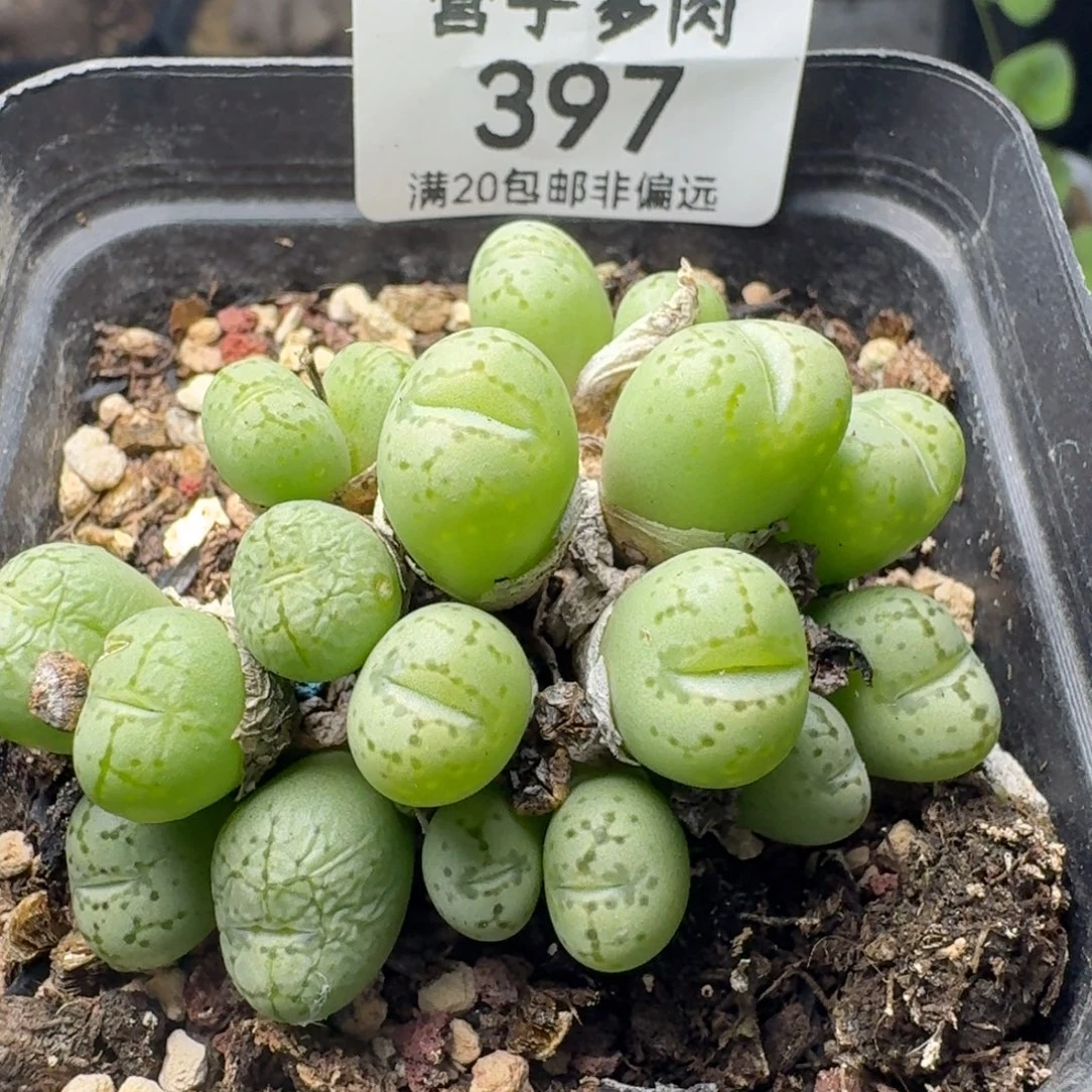 带盆土