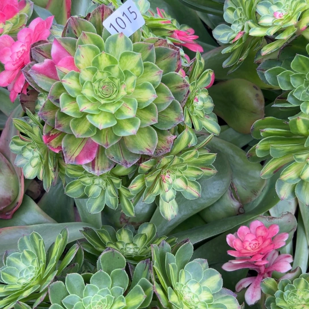 湖**儿1015知否多肉多肉多肉多肉