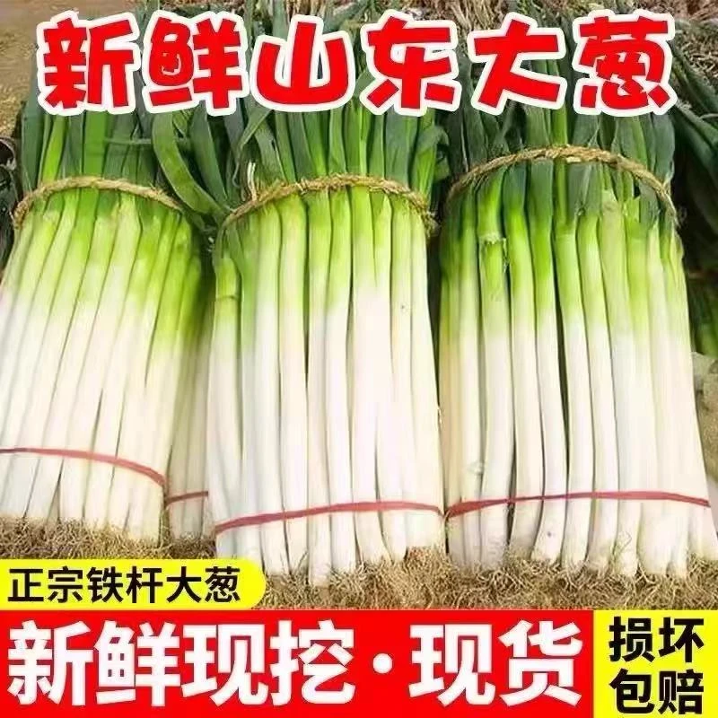 a1正宗新鲜铁杆大葱产地直发甜脆蔬菜毛葱