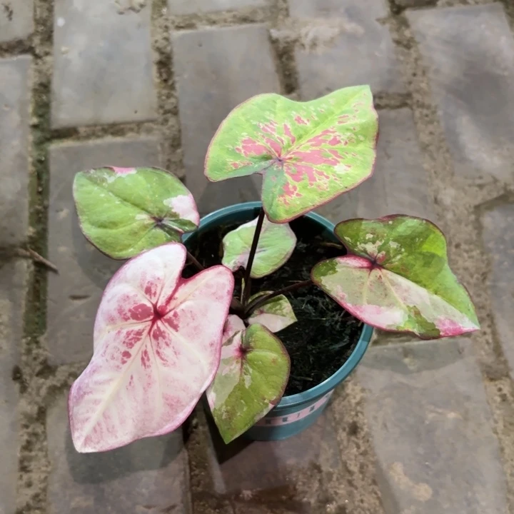 泰国彩叶芋53-0813