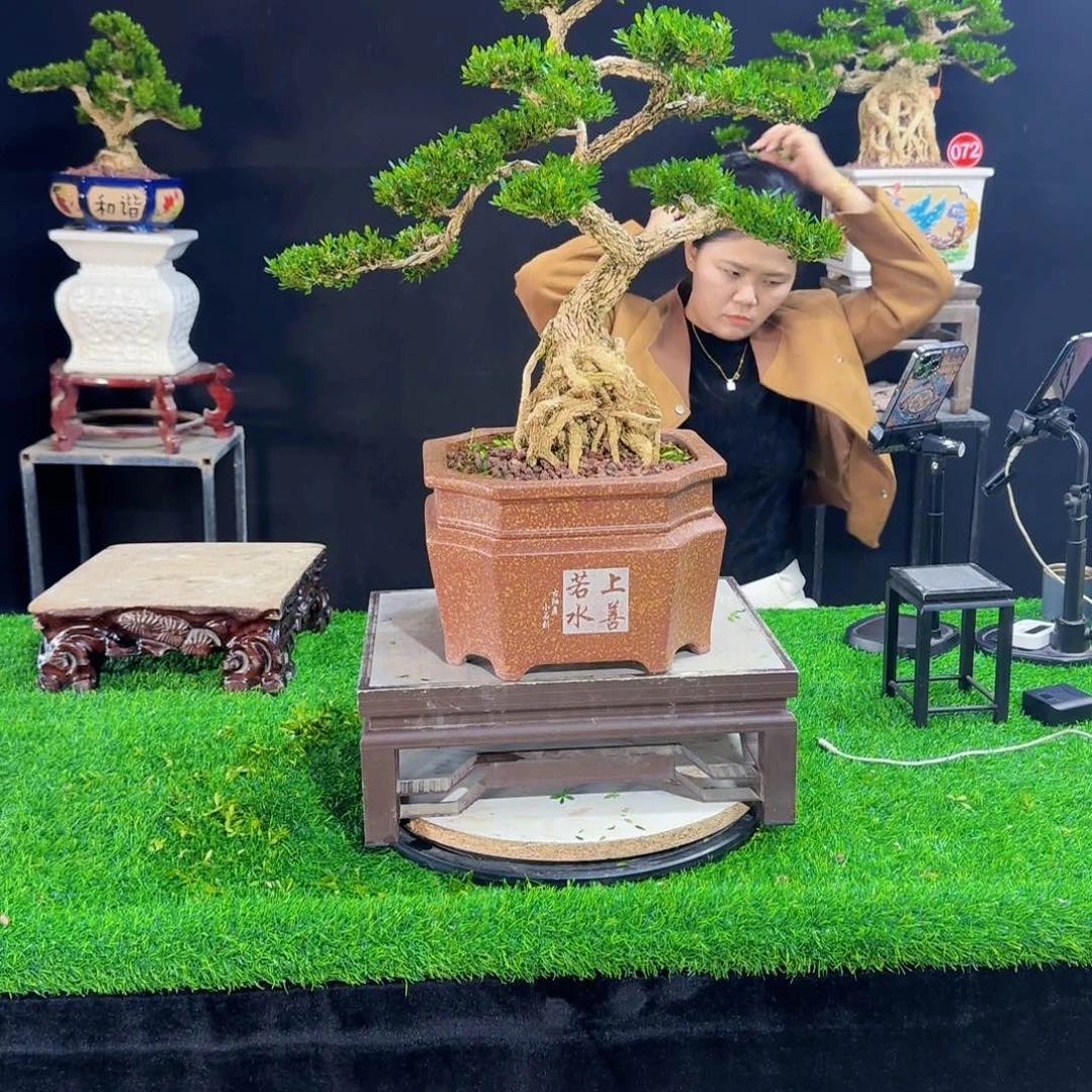 当前无花朵，栽培后可花朵