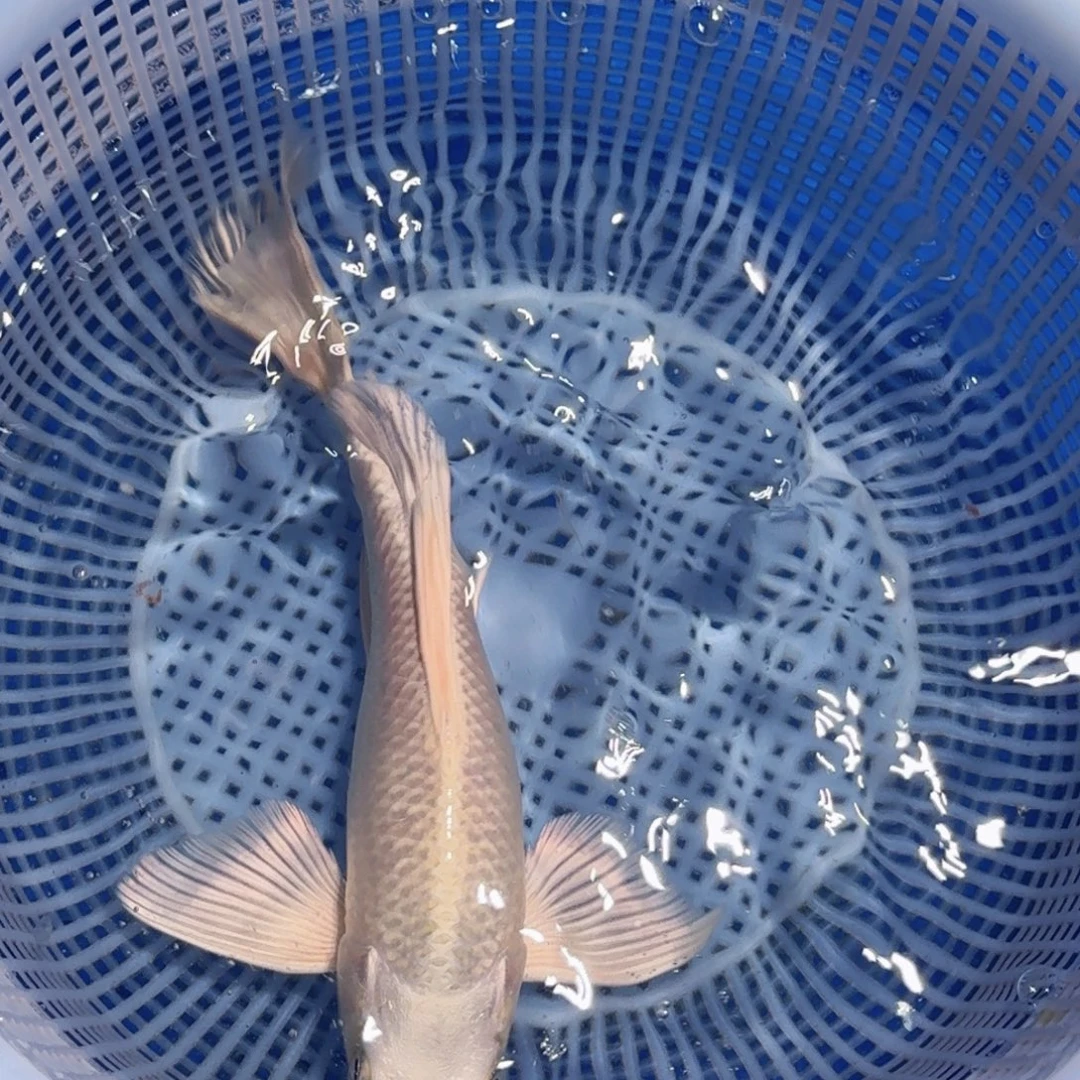 锦鲤精品甄选血统锦鲤