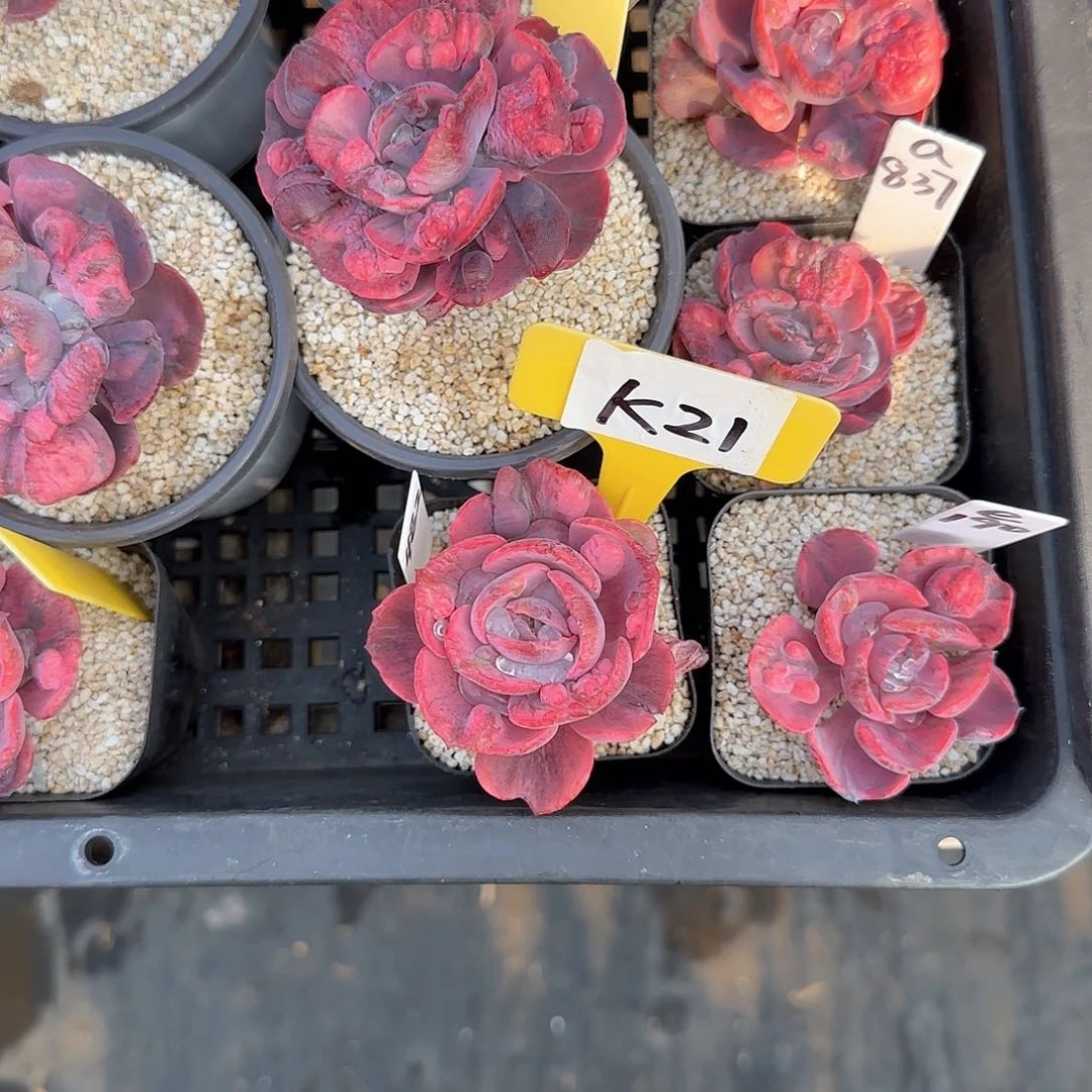 超**丽K21雨滴锦多肉