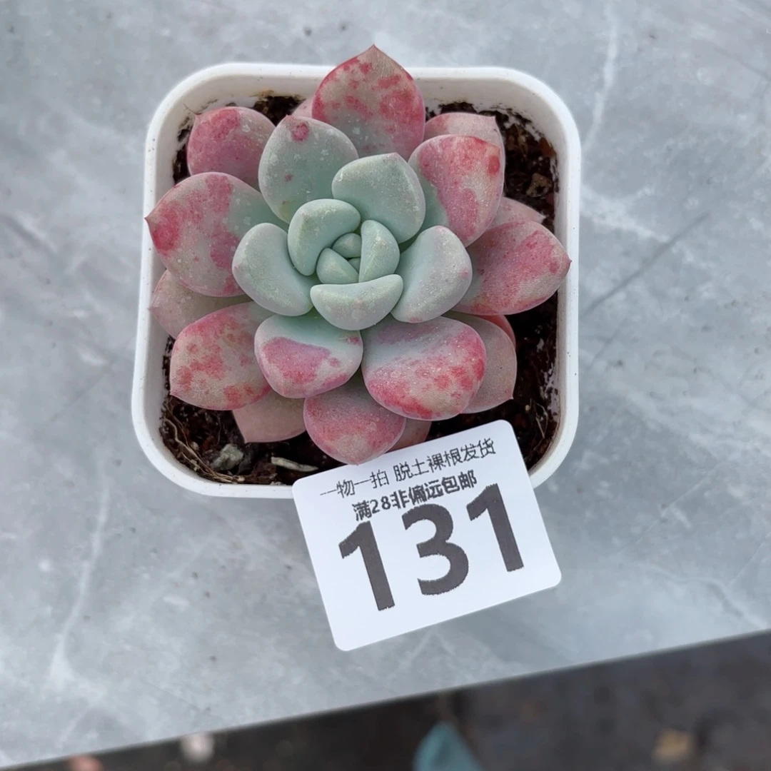花斑鹿单头无盆土发货