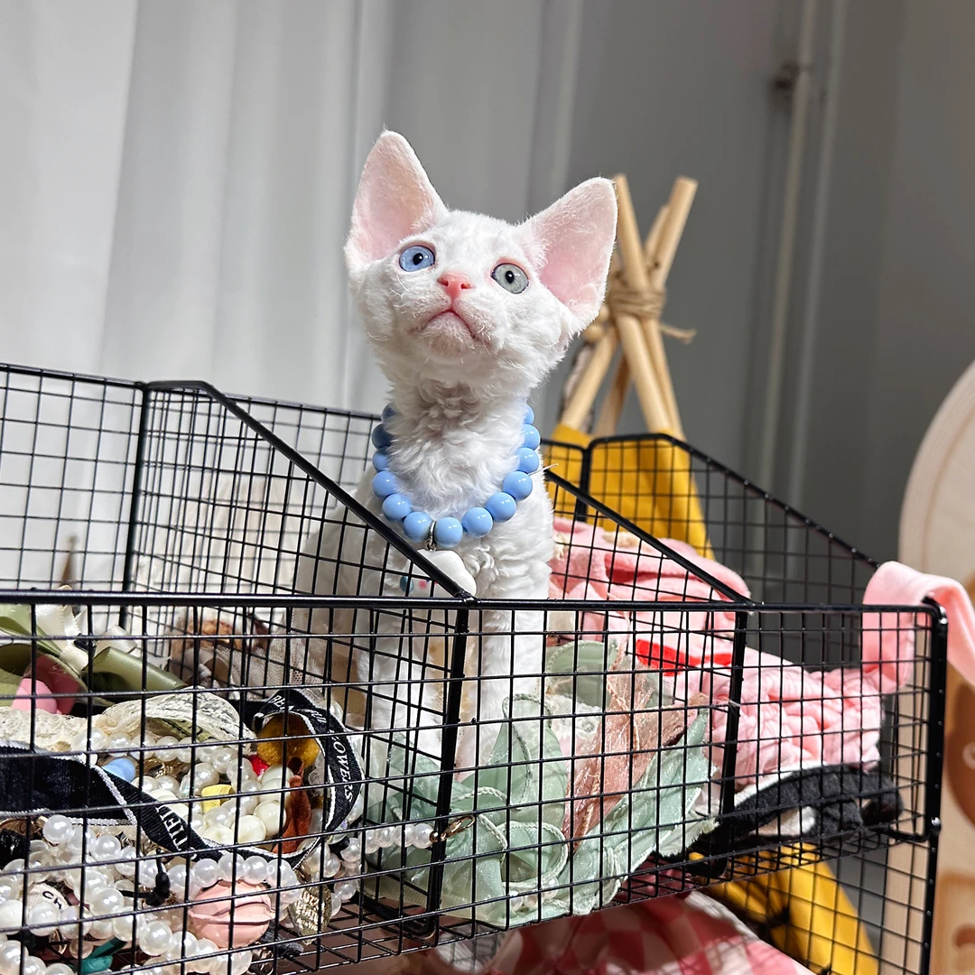德文卷毛猫 纯白异瞳弟弟