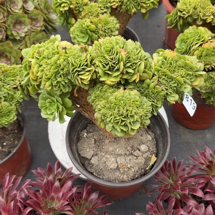 多肉植物绿羊绒缀819