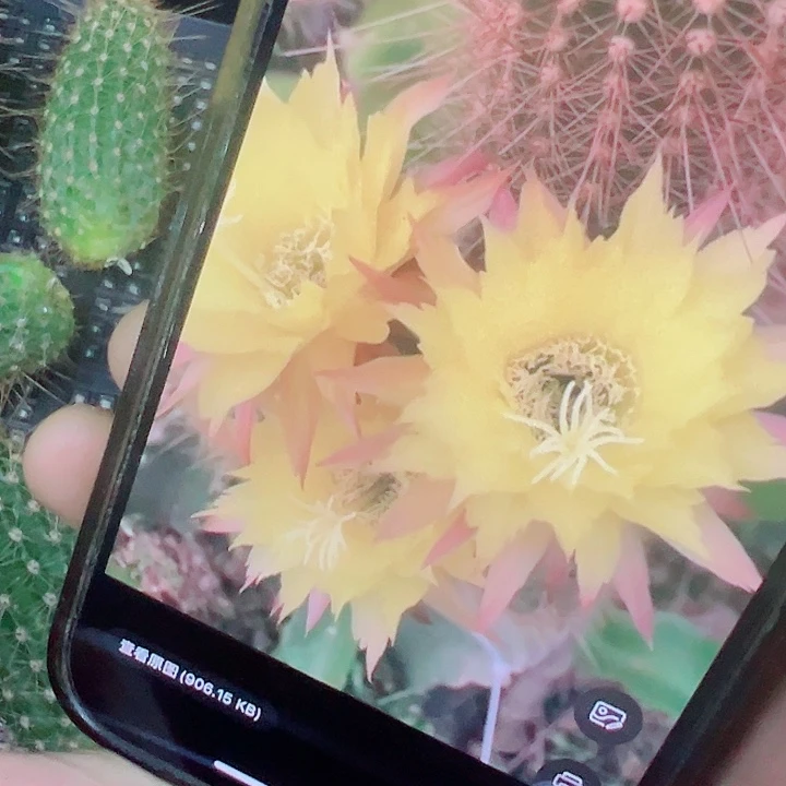 毛花柱 ts128侧芽 满20包邮