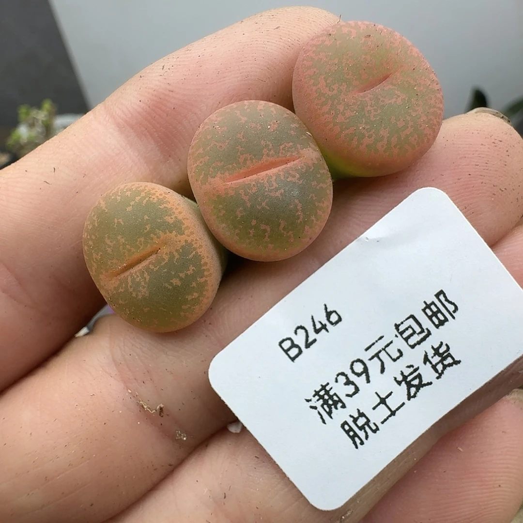 246多肉哈哈哈哈哈哈哈