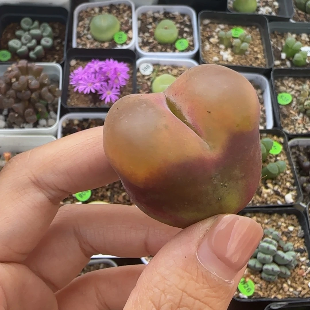 3.4（瑕疵）多肉植物395