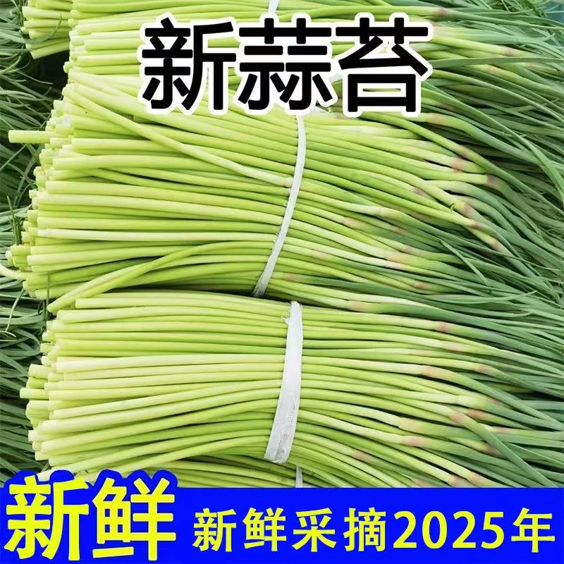 农家新鲜现摘当季应季脆嫩蒜苔绿色蔬菜原产地直发