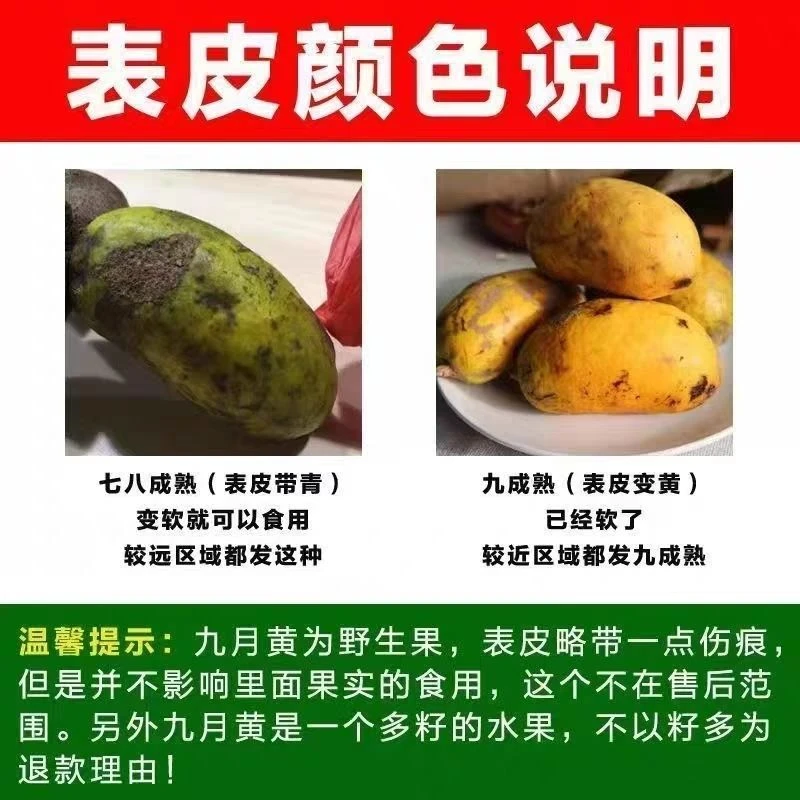 新鲜当季九月黄牛卵坨木通果小时候的水果果肉软糯香甜