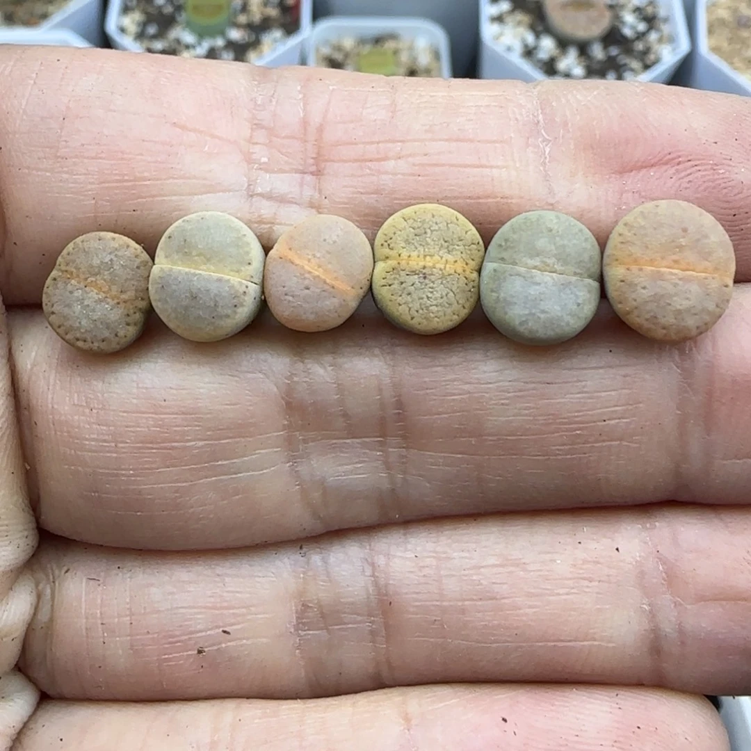 512彩色小猪皮清框福利30包邮