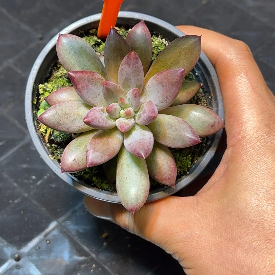 多肉植物虞美人504