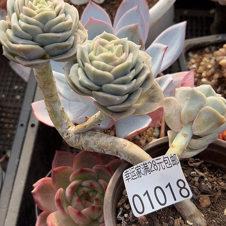 幸运的是我还在幸运