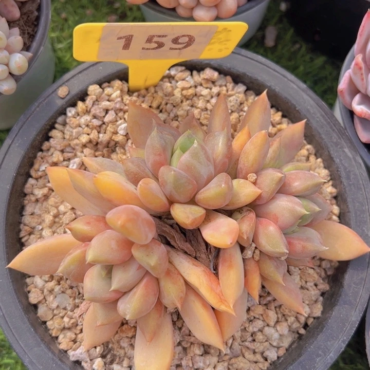 健健康康平平安安