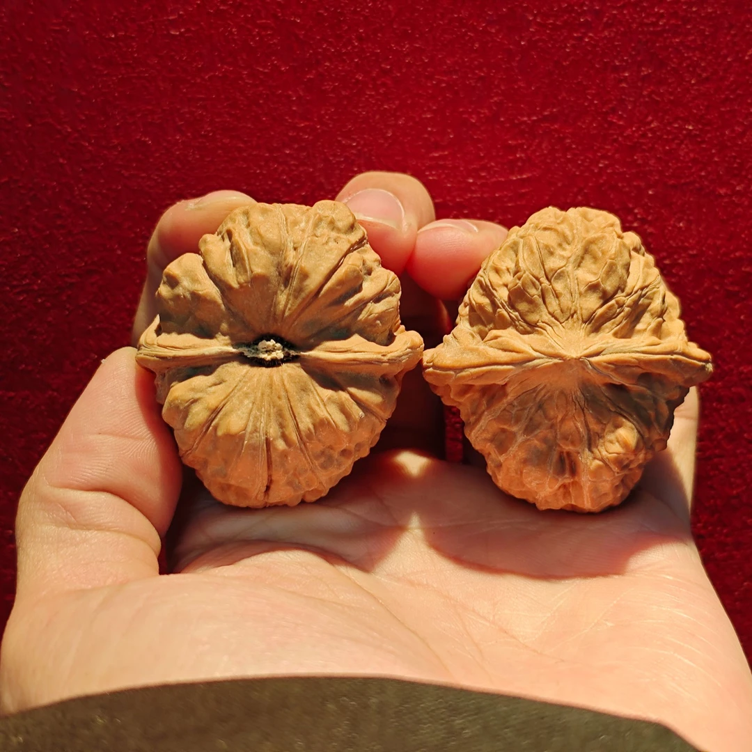 大林子元旦破价福利 精品南瓜墩核桃 40mm以下 必录开箱